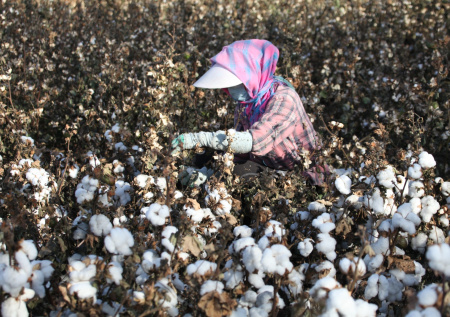 Афганистан наладил поставки в Россию популярного белого вещества