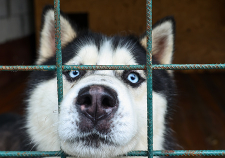 Ученые выявили у собак опасную для человека клещевую инфекцию