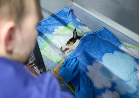 Живодеры жестоко поиздевались над щенком и оставили его без глаз