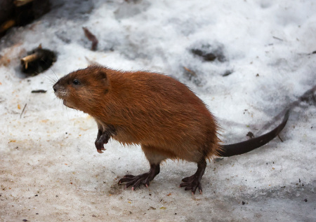 Россиянка во время рыбалки поймала пушистый «трофей»