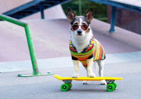 Жизнерадостная собака прокатилась на скейте по улицам Казани