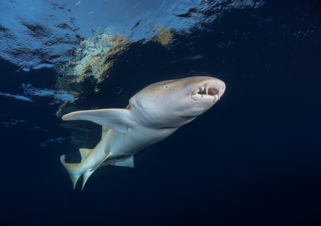 Акула-нянька увидела растопыренные пальцы россиянки и начала кусаться