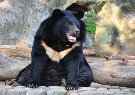 Медведь напал на дрессировщика во время шоу в Китае