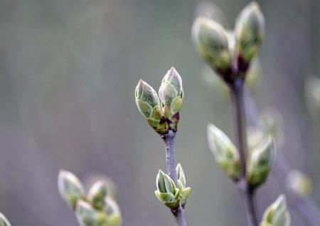 Россияне могут столкнуться с дефицитом урожая