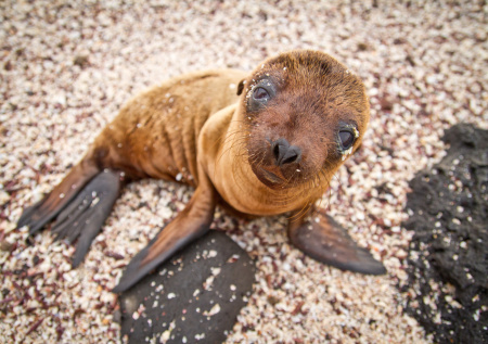 Морской котик притворился собакой и устроил переполох в баре
