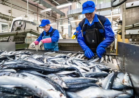 В ВАРПЭ поприветствовали возобновление добычи сайры