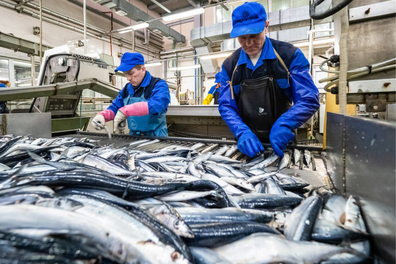 Переработка сайры на предприятии