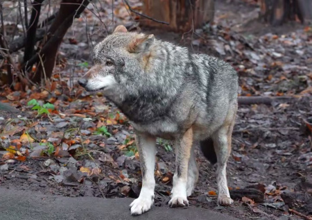 В Московском зоопарке поселилось новое животное