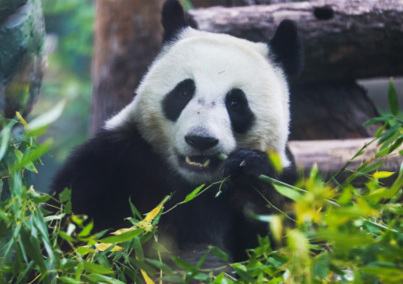 Панда Катюша в зоопарке Москвы: последние новости 7 декабря, фото, видео