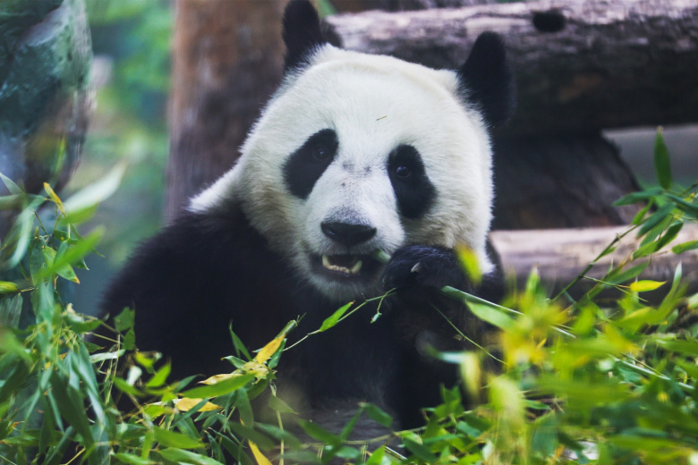 Панда Катюша