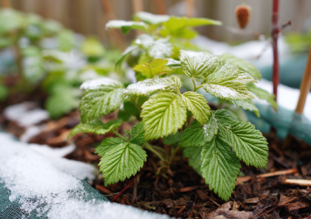 Как спасти сад в бесснежную зиму, когда морозы приходят раньше снега: простые приемы, которые защитят корни растения от вымерзания