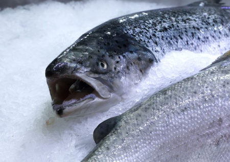 Россия начала переговоры с Норвегией по добыче биоресурсов в северных морях