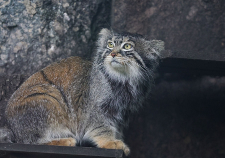 Манул Тимофей из Московского зоопарка закончил зажировку