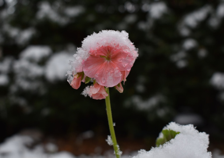 Как спасти герань зимой без дорогих удобрений: простой способ с крахмалом, который помогает растению пережить холода