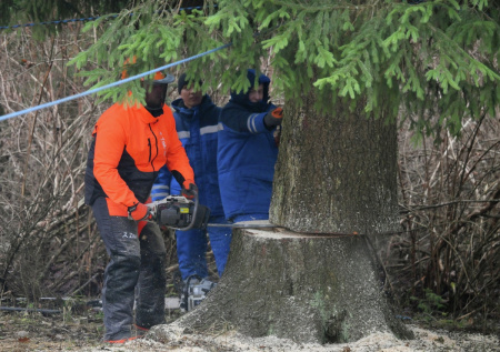 Под Москвой спилили главную новогоднюю елку страны