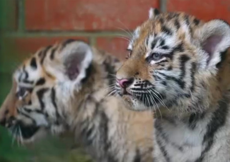 В семье амурских тигров Московского зоопарка произошло пополнение