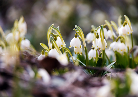 В Москве внезапно расцвели предвестники марта