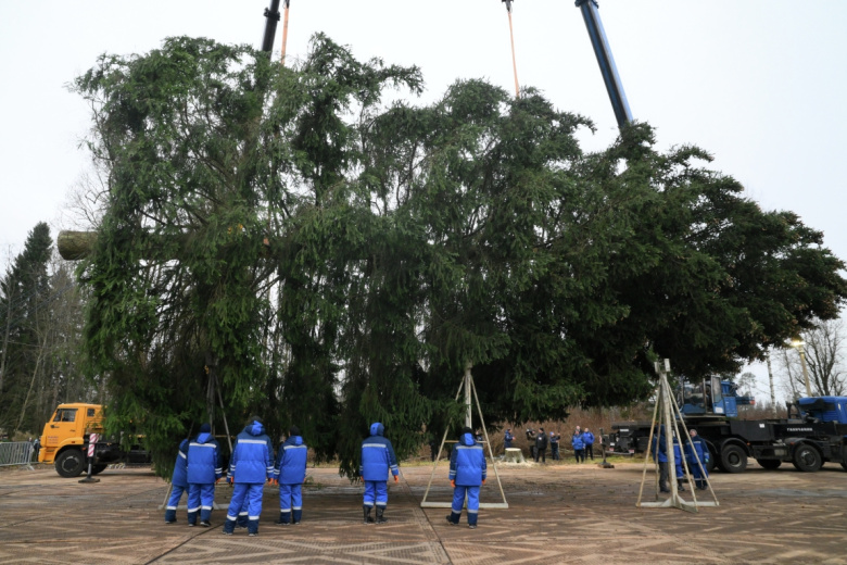 Рубка главной новогодней елки на территории Дороховского лесничества в Рузском муниципальном округе Московской области