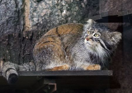 В Московском зоопарке раскрыли, как манул Тимофей подготовился к зиме