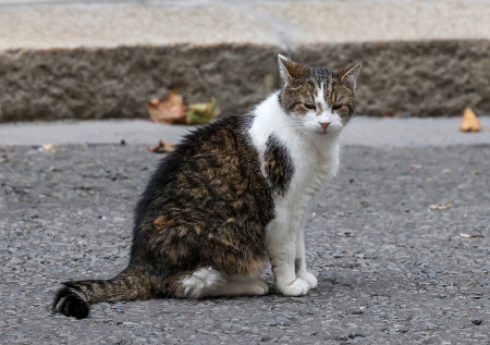 Один из главных символов Британии оказался не рад Зеленскому