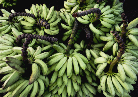 Британский пляж неожиданно превратился в «банановый рай»