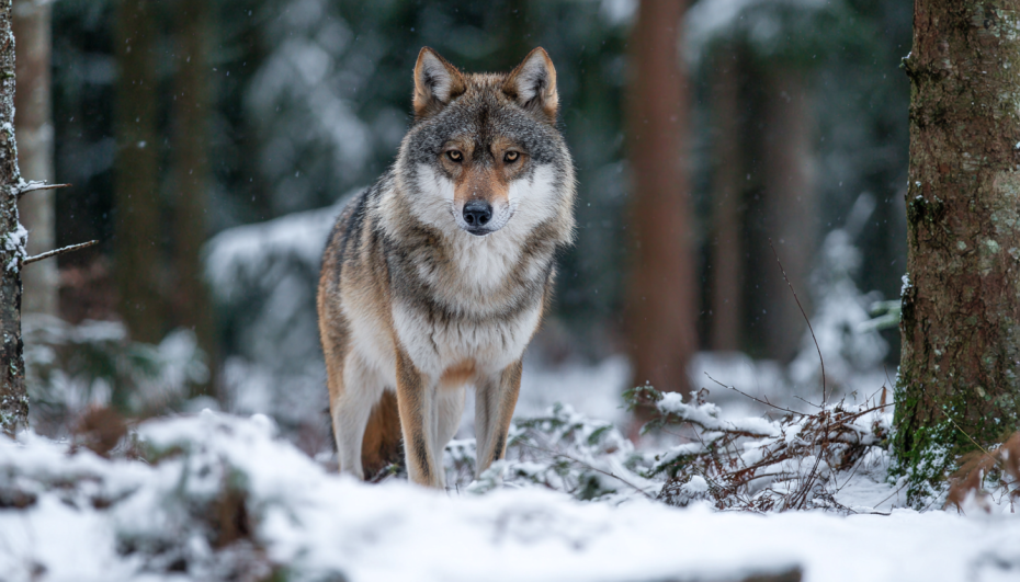 Георгий Победоносец — заступник волков?