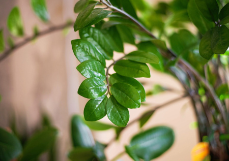 Неожиданный способ из 90-х, который делает листья замиокулькаса блестящими надолго: простой домашний раствор работает лучше покупных средств