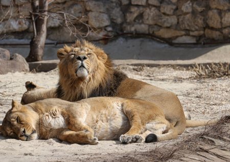 Зоопарк Петербурга признал проблемы из-за западных санкций