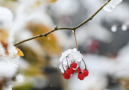 Погода в Москве в среду, 10 декабря: ждать ли тепла и мокрого снега
