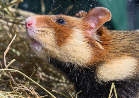 К чему снится хомяк: удача или хлопоты? Полное толкование