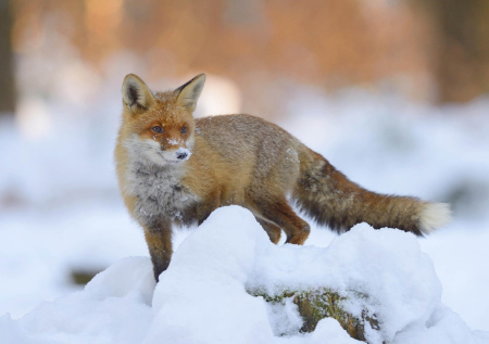 Москвичей предупредили о начале брачного периода у лис