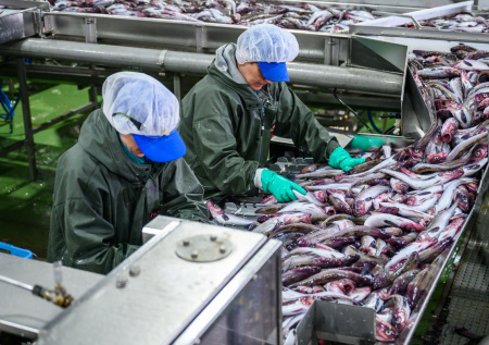 На Камчатке ликвидировали цех по незаконной переработке рыбы