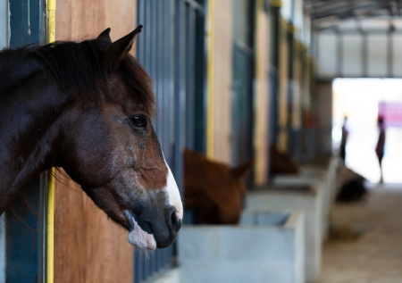 Живодер в российском регионе залил лошадям кислоту в рот