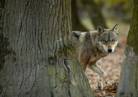 Волк утащил и съел младенца