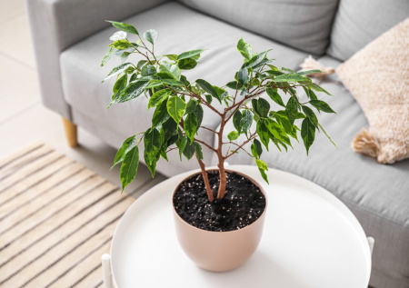 Фикус роняет листья зимой не просто так: простой способ перестановки горшка, который спасает растение