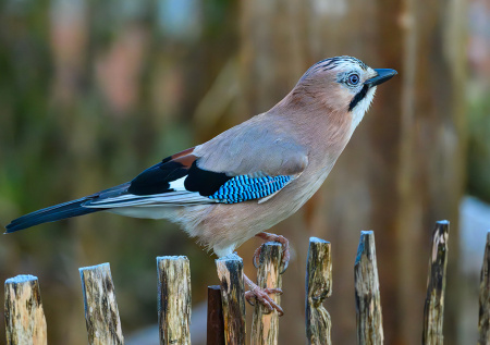 Приметы 11 декабря — Сойкин день: как угадать будущее по полету птиц?