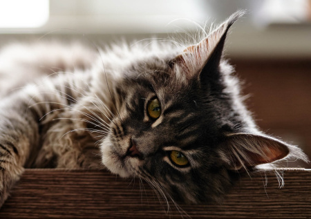 Россиянка отсудила у бывшего мужа кота