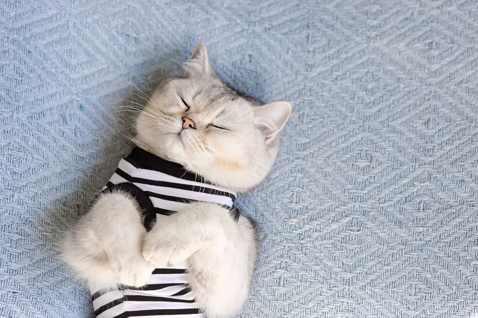 Приметы о животных