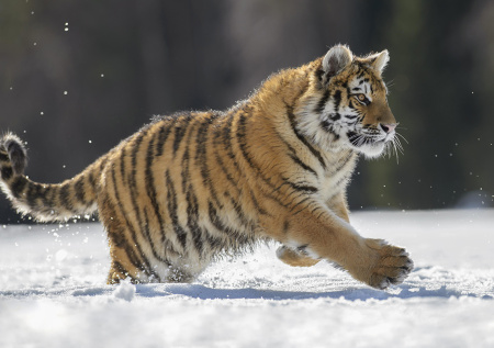 Фотоловушка в Приморском крае засняла тигренка в лесу