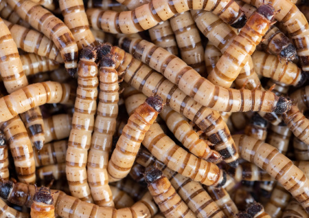 Женщина пыталась въехать в Китай с килограммом червей в брюках