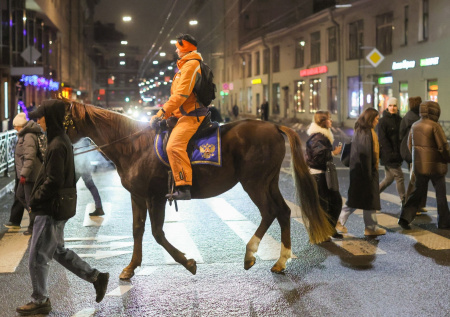 В Госдуме призвали запретить прогулки на лошадях в центре городов