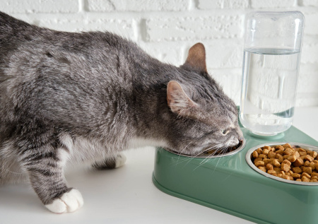 Названа главная опасность кормления кошки только сухим кормом