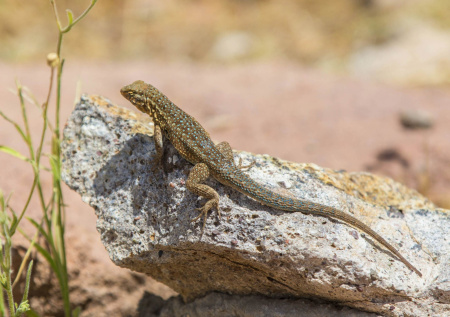 Жителям одной страны грозит дождь из ящериц