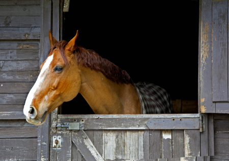 Юрист ответил, что грозит живодеру за отравление лошадей кислотой