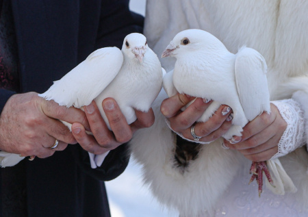 Депутат предложил выделять гранты на свадьбы в России