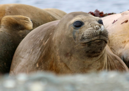 В российском регионе нашли несколько сотен туш краснокнижных тюленей