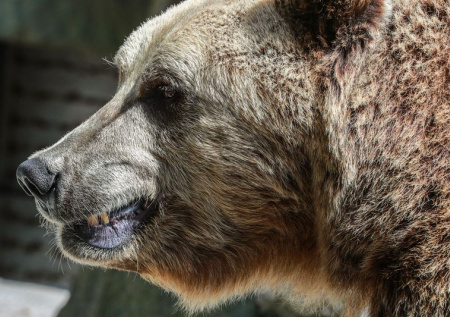 Москвичей предупредили о риске встречи с опасным хищником