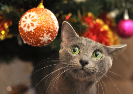 Ветеринар рассказал, какие новогодние атрибуты опасны для животных