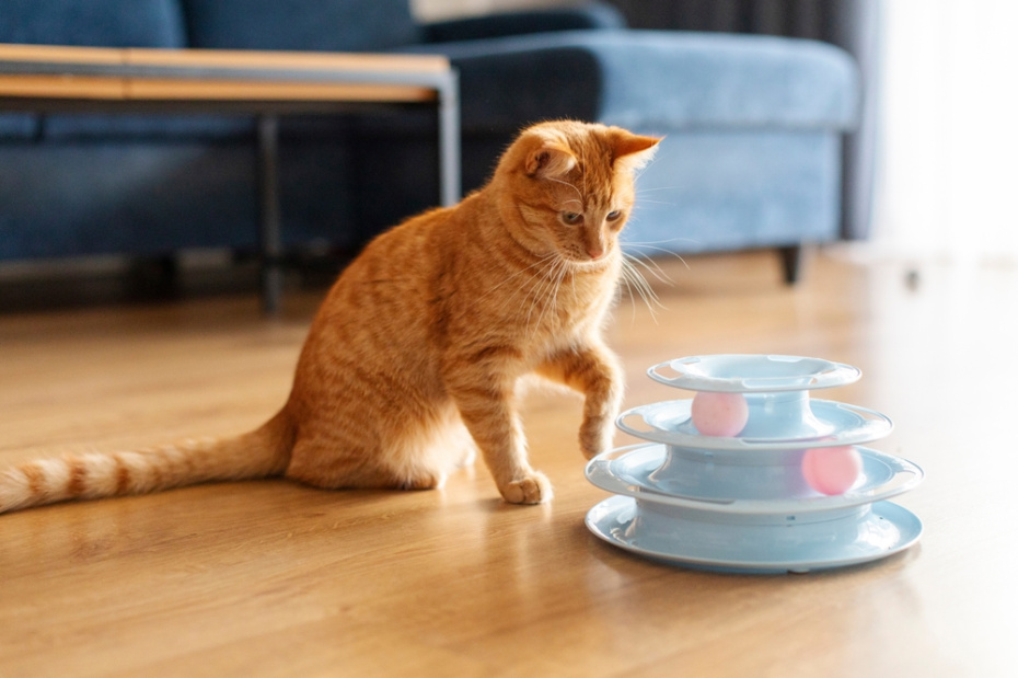 Как выбрать игрушку под характер собаки или кошки