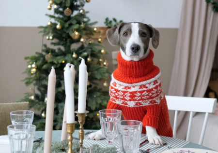 Ветеринар предупредил об опасности новогоднего стола для питомцев